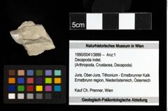 Foto (Objekt + Etiketten) von Decapoda indet. 